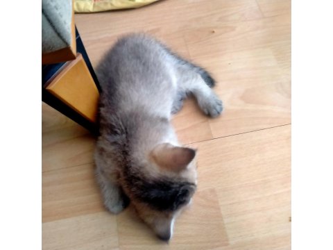 6 Haftalık British Shorthair Yavrular