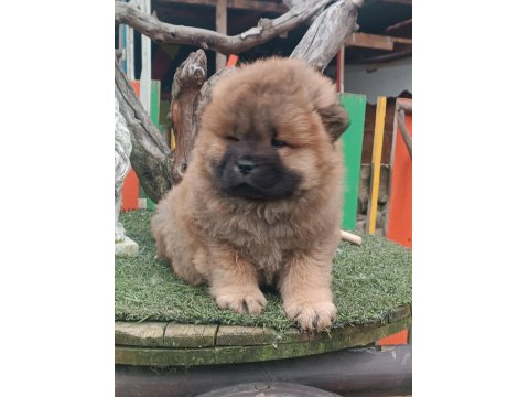 Çin Aslanı Bebekler