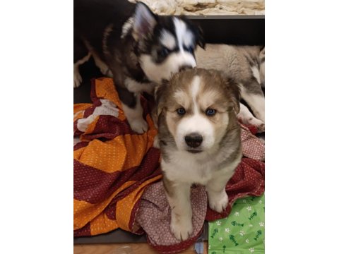 40 Günlük Husky Yavruları