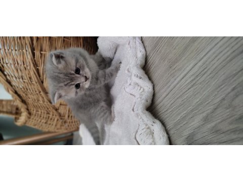 1 Aylık British Shorthair Yavrular