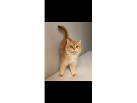British Golden Kedi