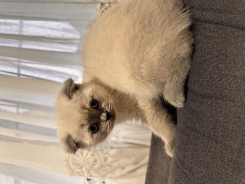 Scottish Fold Blue Point Erkek 65 Günlük