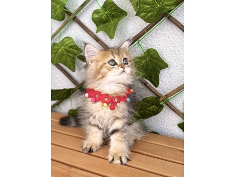 Dişi Golden British Pofuduğum Uygun