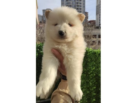Irk Garantili Samoyed Yavrularımız