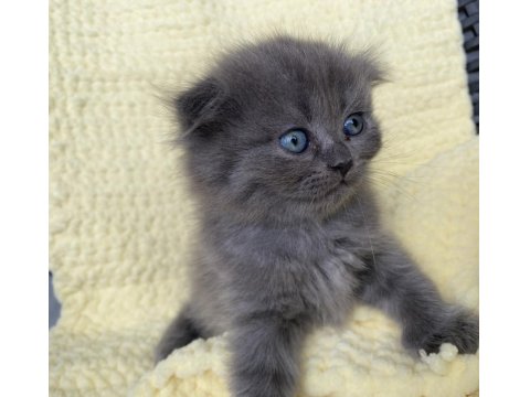 Maviş 35 Günlük Saf Kan Scottish Fold Gri