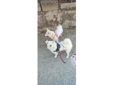 Safkan Pomeranian Spitz Yavrular