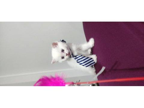 Yeni Aile Bekleyen Kediler