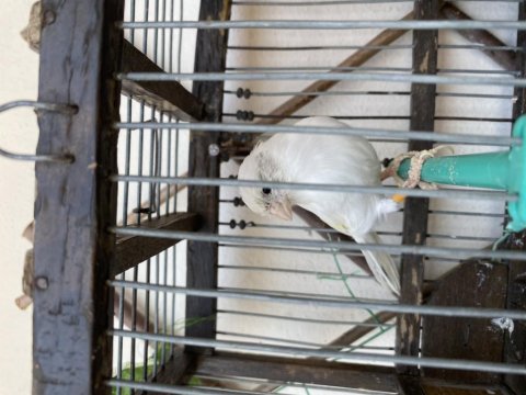 Dişi Bülbüllü Kanarya