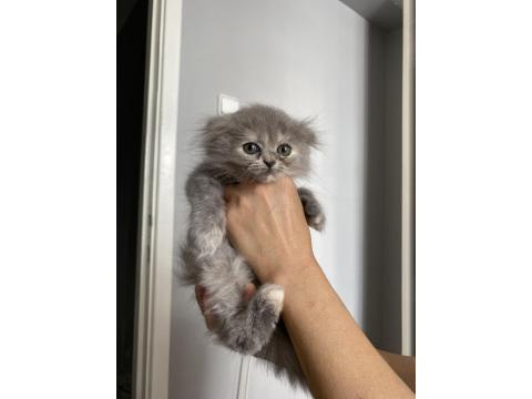 Scottish Yavrularımıza Yuva Arıyoruz