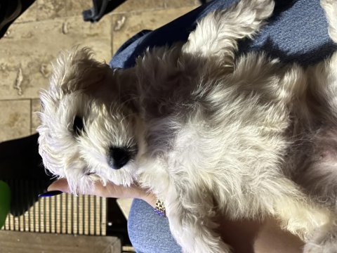 Maltese Terrier Yavru