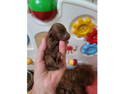 Orijinal Kore Tea Cup Poodle Yavrular