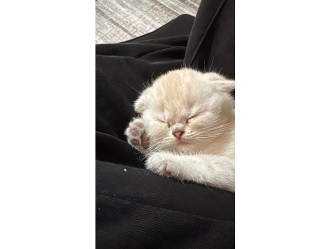 Prenses Kedimiz Yeni Yuvasını Arıyor!