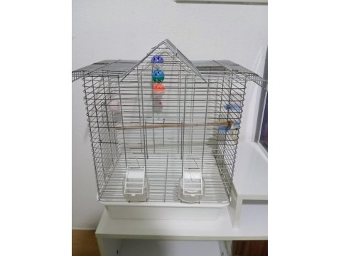 Yeni Yeme Düşen Papağan Yavruları