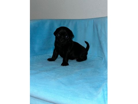 30 Günlük Siyah Pug Yavruları Rezerve Açık