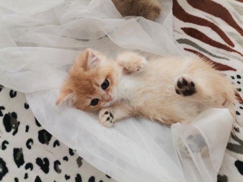 Teslime Hazır British Shorthair Kedimiz