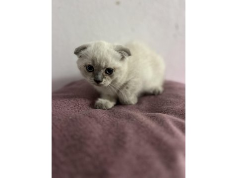Scottish Fold Blue Point Bebekler