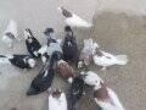 Balıkesir Burhaniye Bende Satılık Hepsi Toplam 12 Adet Saya Kelebek Güvercinler Var Elimde