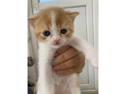 Yavru Lokum Gibi Kediler