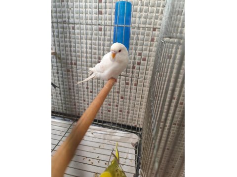 Muhabbet Kuşu Yavrularımız