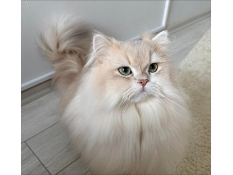 Şecereli Blue Golden Shaded (Ay12) Kedime Eş Arıyoruz