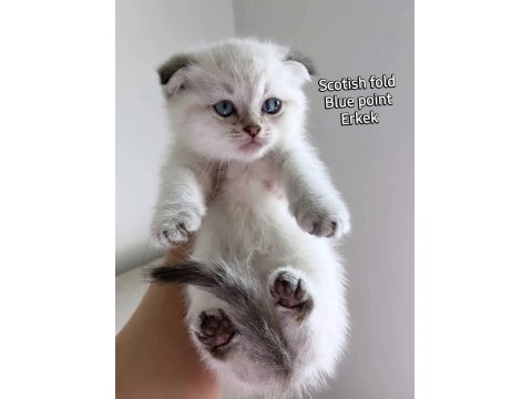Scottish Fold Ve Scottish Straight