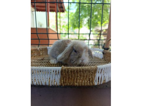 Hollanda Teddy Lop Tavşan Yavrular