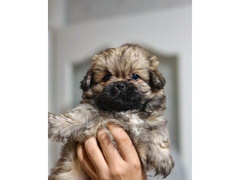 Safkan Karneli Pekinez Yavrumuz