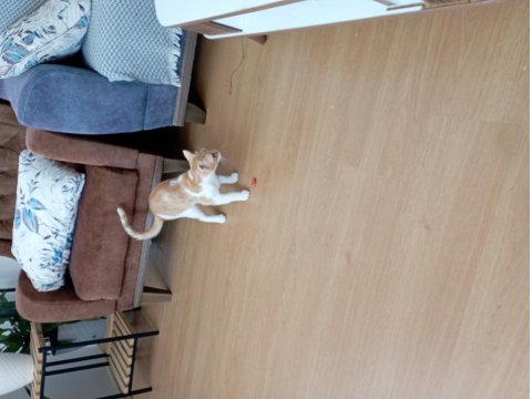 Ücretsiz Sahiplendirme Kedimiz