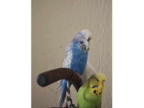 Vasıflı Şov Muhabbet Kuşu