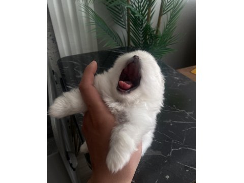 Üst Sekmen Sağlık Irk Garantili Pomeranian Yavrular