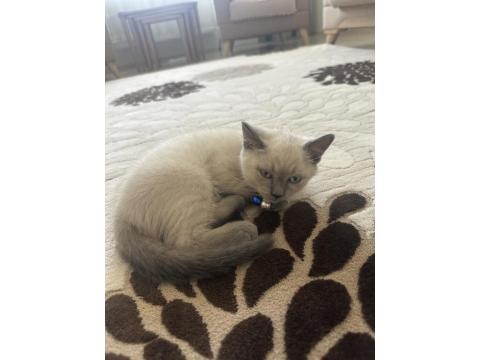 British Shorthair Blue Point