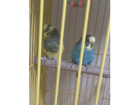 Genç Çift Uysal Kuşlarımız