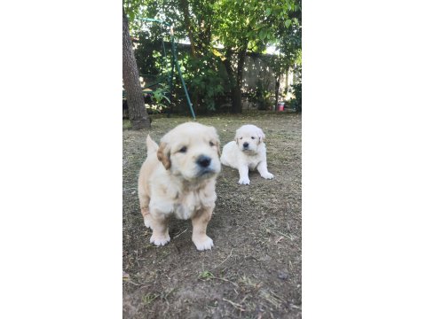Bayramdan Sonra Teslime Hazır Golden Retriever Yavruları