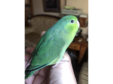 El Beslemeye Uygun Forpus Yavrular