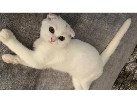 Kar Topu Dost Scottish Fold