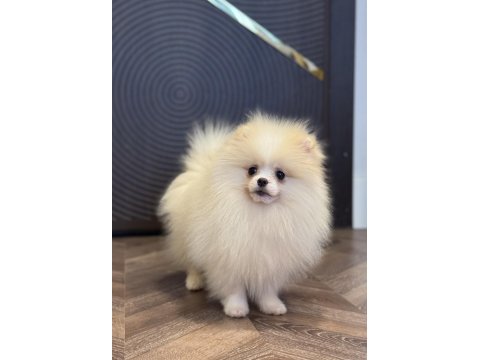 Üst Düzey Erkek Pomeranian Boo