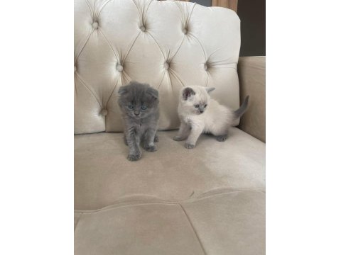 British Blue Point Yavrular Ve Scottish Yavrular