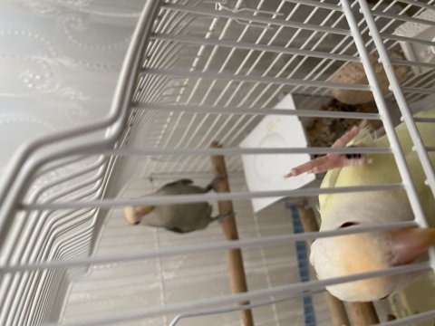 4 Aylı El Besleme Full Evcil Sevda Papağanlarım