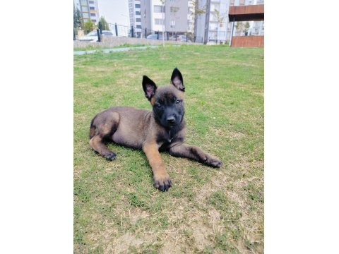 A Kalite Belçika Kurdu Yavruları