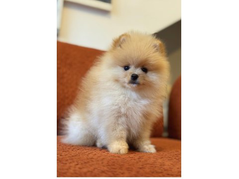 Üst Düzey Ayı Surat Erkek Pomeranian Boo