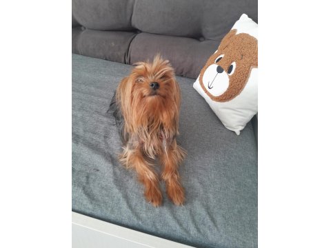 Oyuncu Ve Şımarık Yorkshire Terrier