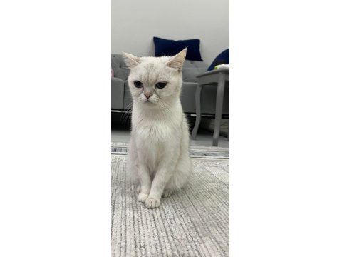 2 Yaşında Dişi Tüm Aşıları Yapılmış Kızana Gelmek Üzere British