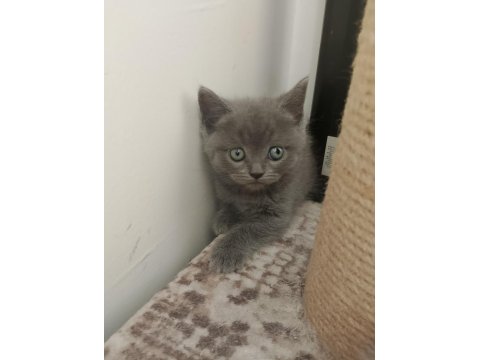 British Shorthair Ve Scottish Fold Yavrular