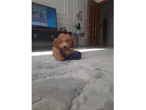 Enerji Bombası Safkan Poodle