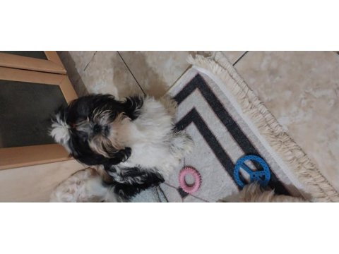 Shih Tzu Yavru Köpeği