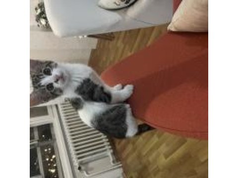 2 Sevimli Erkek Kardeş Kediye Sıcak Yuva Aranıyor!