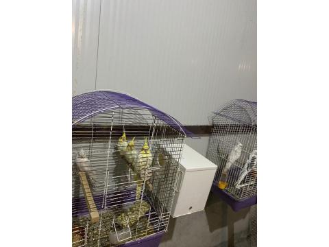 1.5 Aylık Sultan Papağanı Yavruları Ele Alıştırmalık