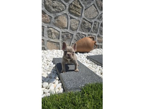 Yeşil Göz İzabella Erkek French Bulldog