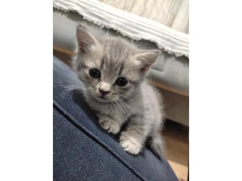 Kedilerime Yuva Olurmusun