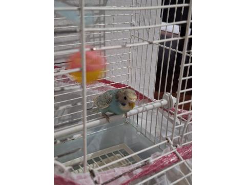 50 Günlük Jumbo Muhabbet Kuşu